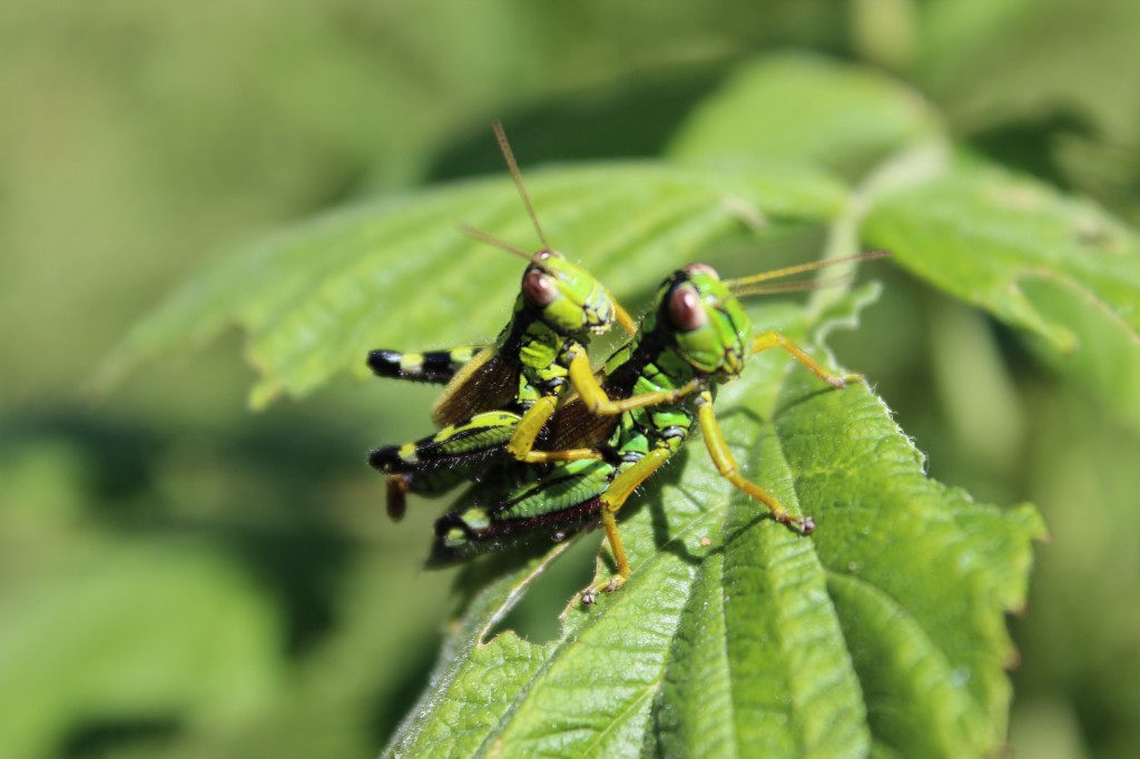 like the animals do it