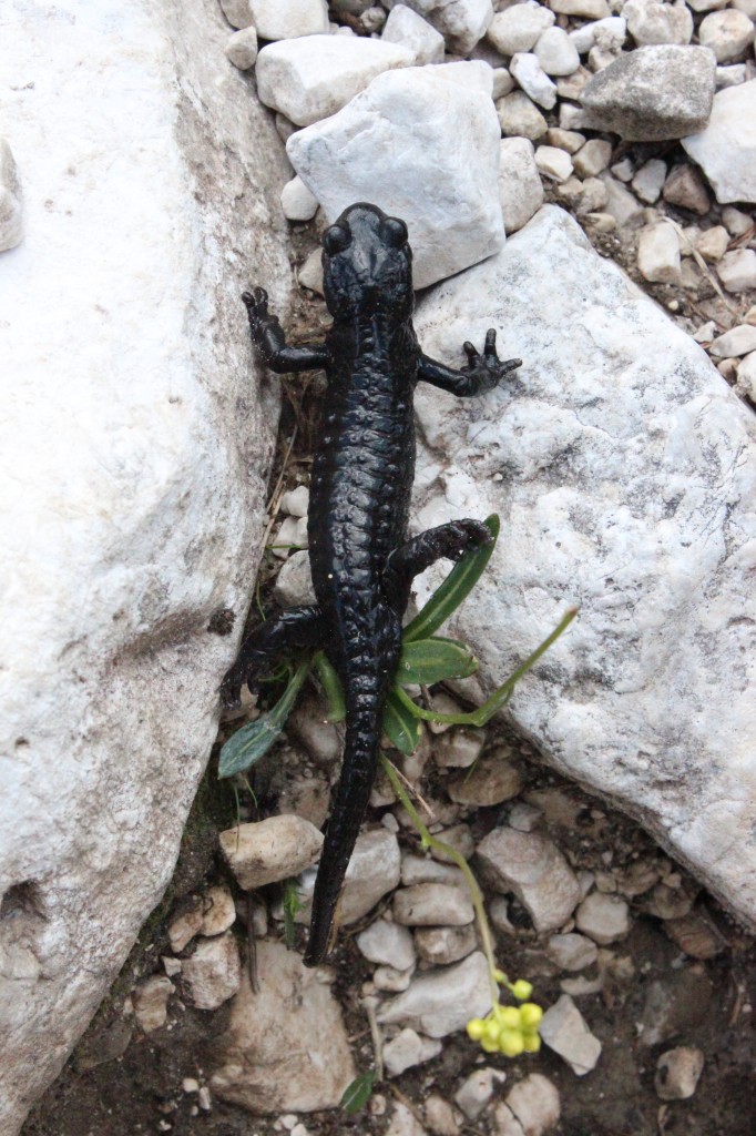 Alpensalamander